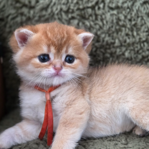 Foto van de poes