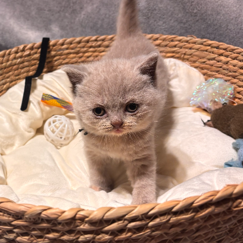 Foto van de poes