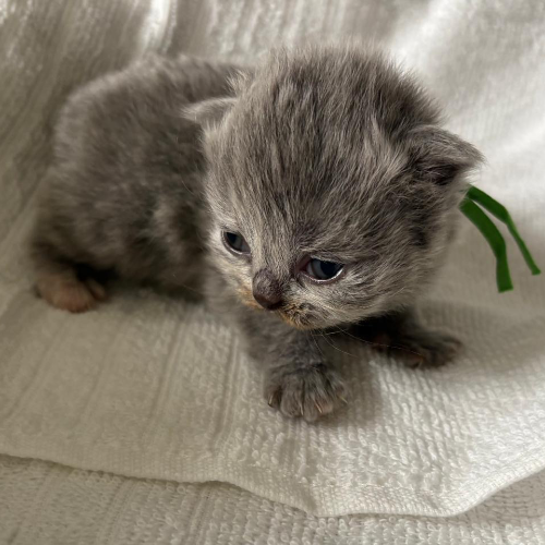 Foto van de poes