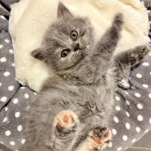 Foto van de poes