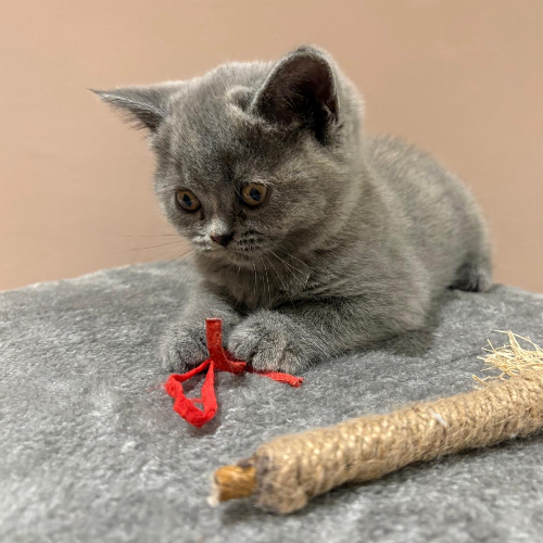 Foto van de poes
