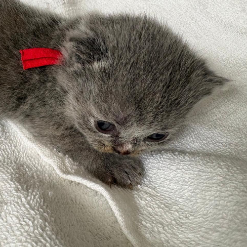 Foto van de poes