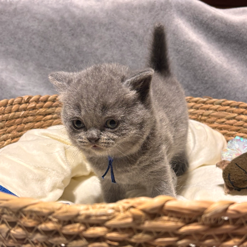 Foto van de poes