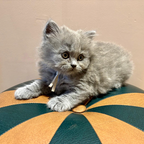 Foto van de poes