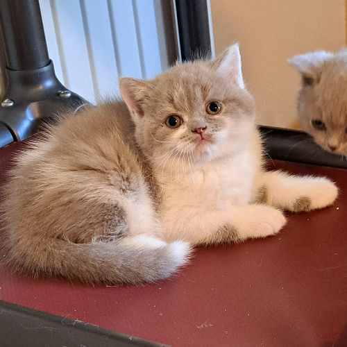 Foto van de poes