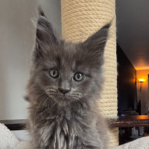 Foto van de poes