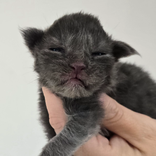 Foto van de poes