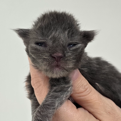Foto van de poes