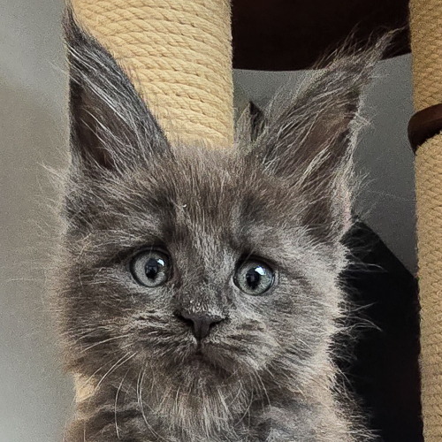 Foto van de poes