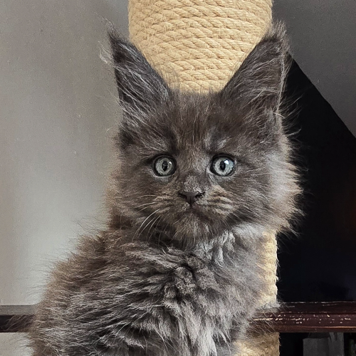Foto van de poes