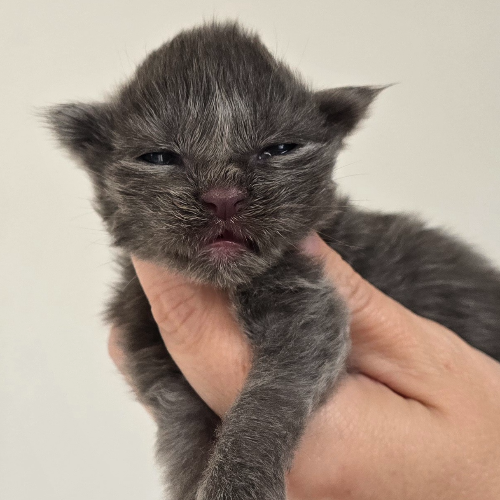 Foto van de poes