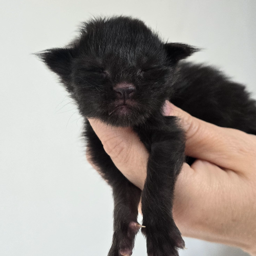 Foto van de poes