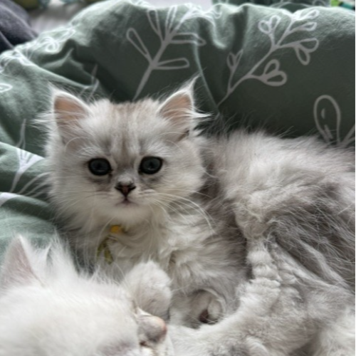 Foto van de poes