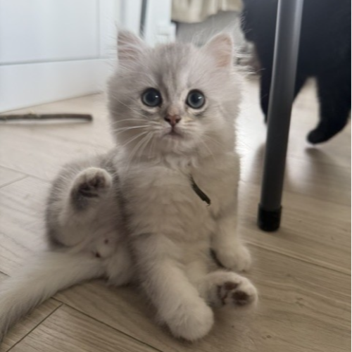Foto van de poes