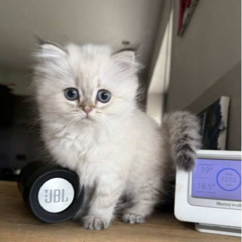 Foto van de poes