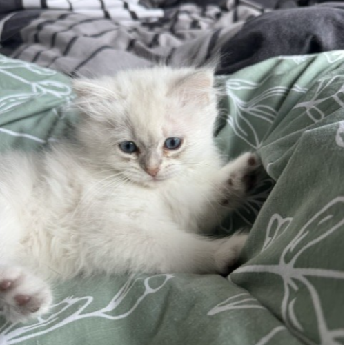 Foto van de poes