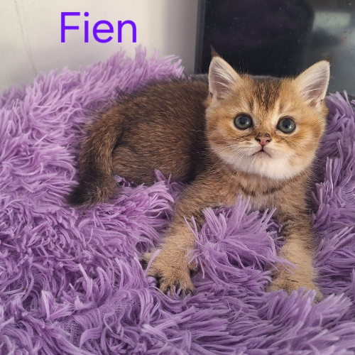 Foto van de poes