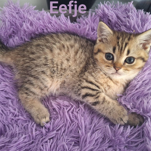 Foto van de poes