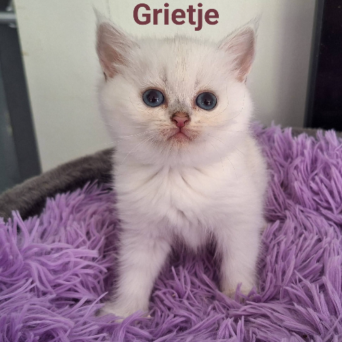 Foto van de poes