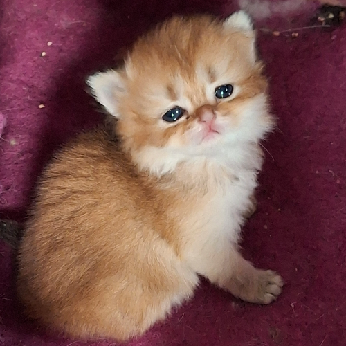 Foto van de poes