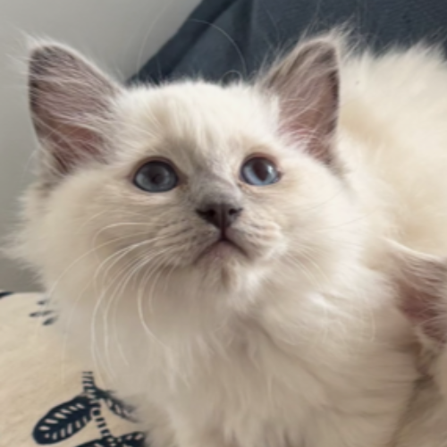 Foto van de poes