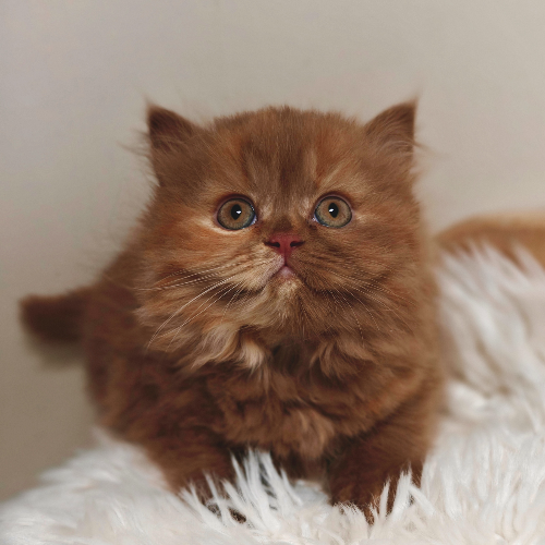 Foto van de poes