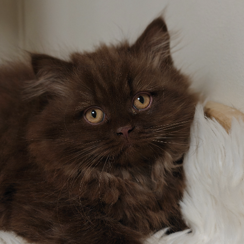 Foto van de poes
