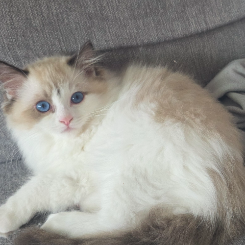 Foto van de poes