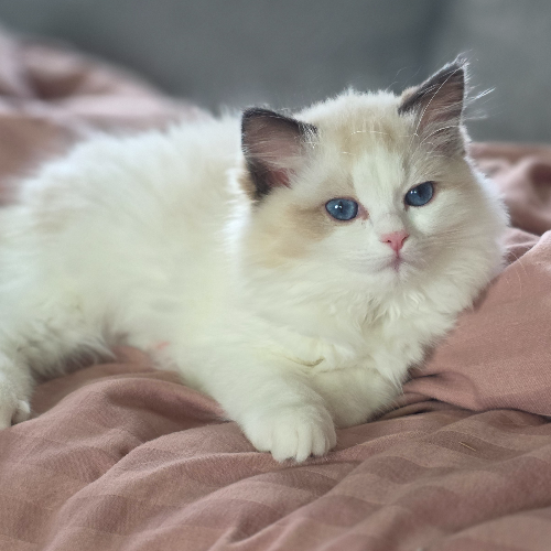 Foto van de poes