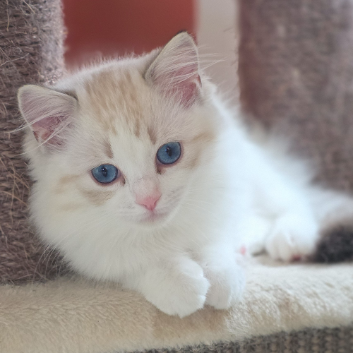 Foto van de poes