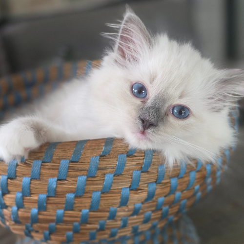 Foto van de poes