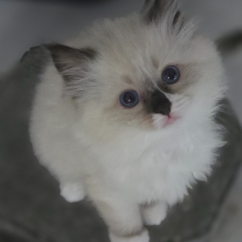 Foto van de poes