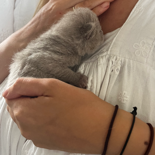 Foto van de poes