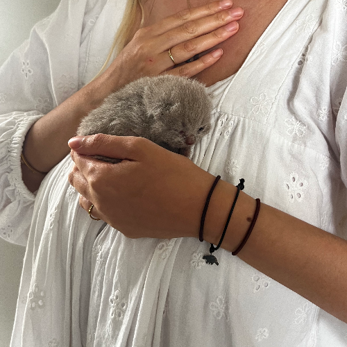 Foto van de poes