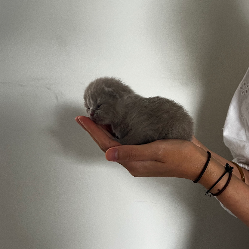 Foto van de poes