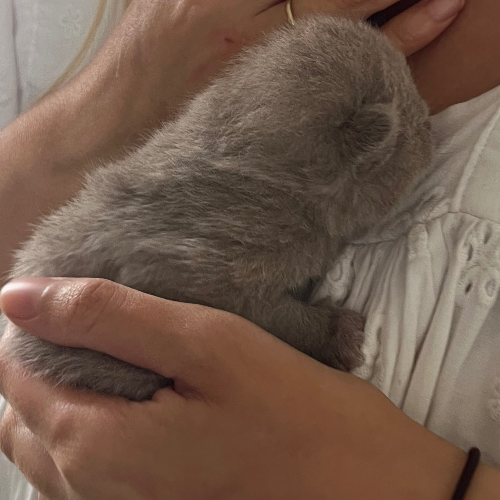 Foto van de poes