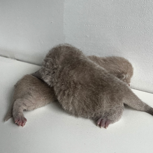 Foto van de poes