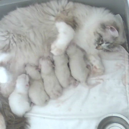 Foto van de poes