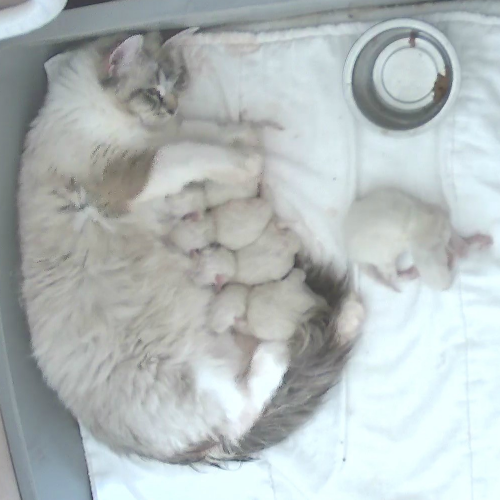 Foto van de poes