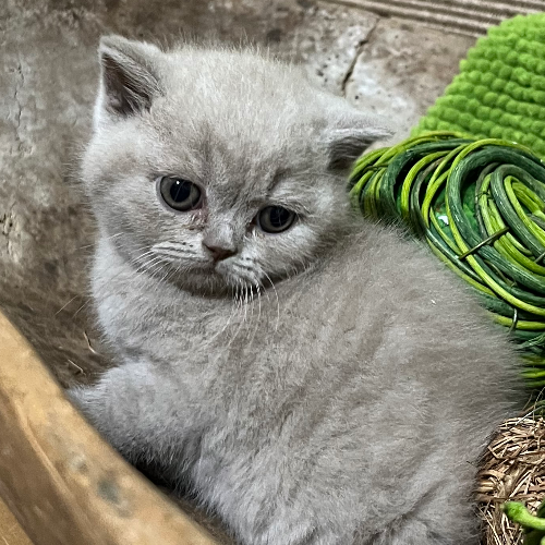 Foto van de poes