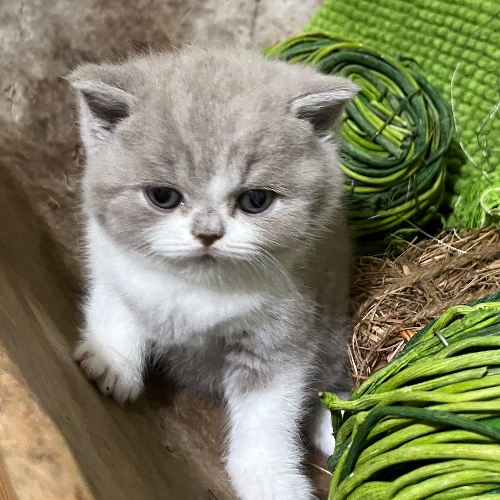 Foto van de poes