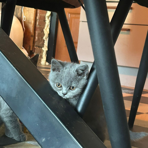 Foto van de poes