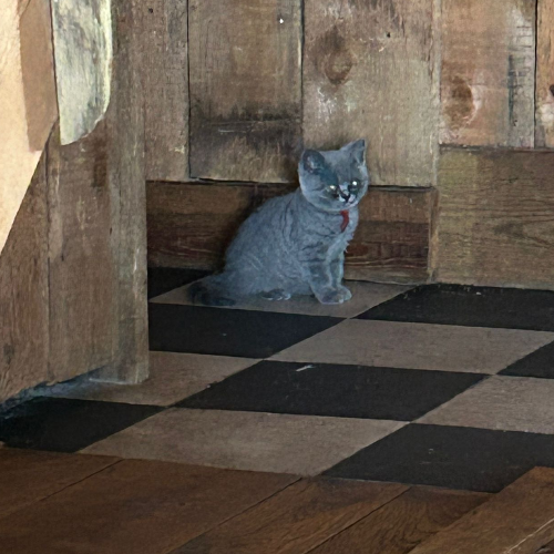 Foto van de poes