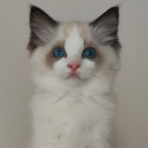 Foto van de poes
