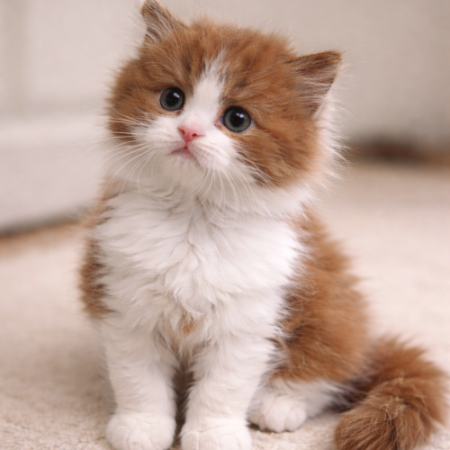 Foto van de poes