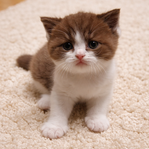 Foto van de poes
