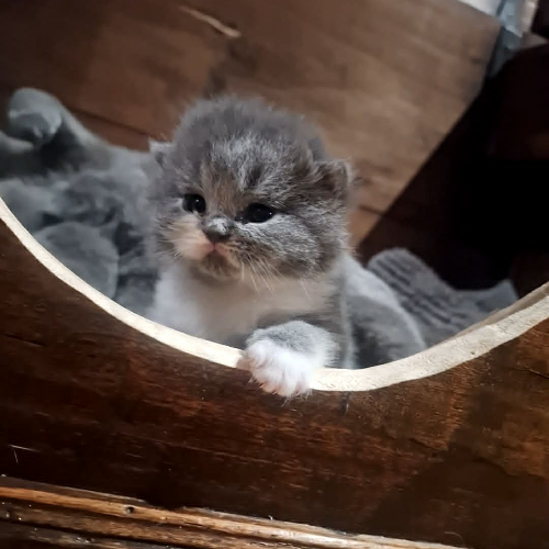 Foto van de poes