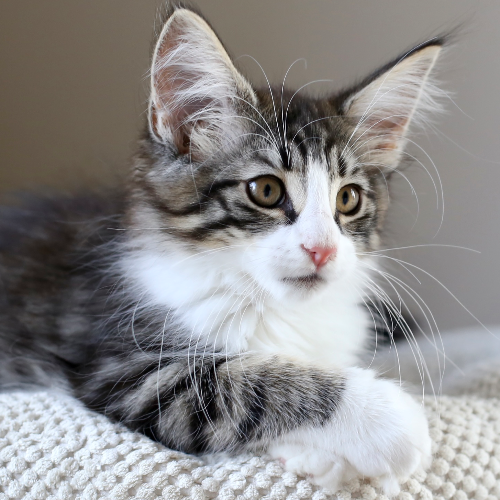 Foto van de poes