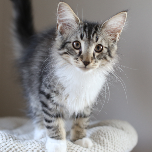 Foto van de poes