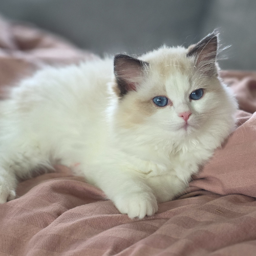 Foto van de poes